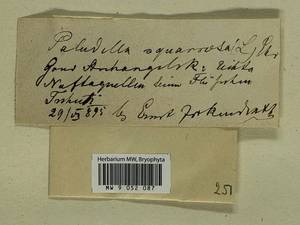 Paludella squarrosa (Hedw.) Brid., Гербарий мохообразных, Мхи - Архангельская и Вологодская области, Коми, Ненецкий АО (B7) (Россия)