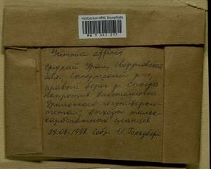 Grimmia longirostris Hook., Гербарий мохообразных, Мхи - Пермский край, Удмуртия, Свердловская и Кировская области (B8) (Россия)