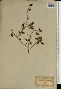 Vaccinium japonicum Miq., Зарубежная Азия (ASIA) (Япония)