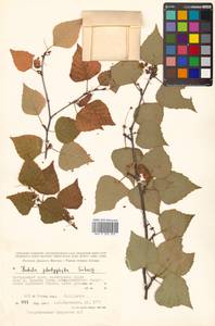 Betula pendula subsp. mandshurica (Regel) Ashburner & McAll., Сибирь, Дальний Восток (S6) (Россия)