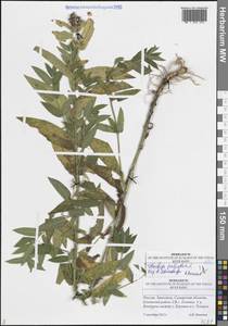 Чистец болотный L., Восточная Европа, Средневолжский район (E8) (Россия)