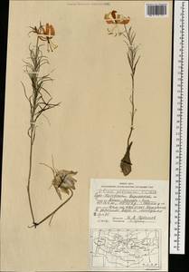 Лилия карликовая Redouté, Монголия (MONG) (Монголия)