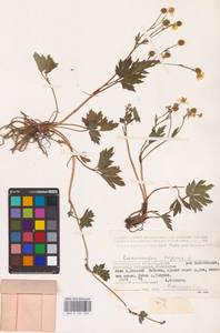 Лютик ползучий L., Восточная Европа, Нижневолжский район (E9) (Россия)