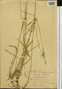 Коротконожка перистая (L.) P.Beauv., Сибирь, Западный (Казахстанский) Алтай (S2a) (Казахстан)