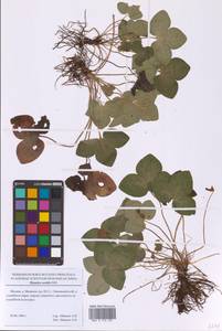 Печеночница благородная Schreb., Восточная Европа, Московская область и Москва (E4a) (Россия)