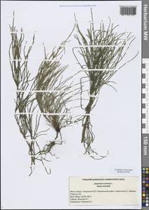 Хвощ полевой L., Восточная Европа, Средневолжский район (E8) (Россия)