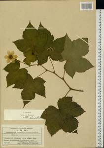 Rubus nutkanus Moc. ex Ser., Восточная Европа, Московская область и Москва (E4a) (Россия)