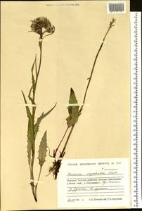 Saussurea nuda var. oxyodonta (Hultén) Vorosch., Сибирь, Чукотка и Камчатка (S7) (Россия)