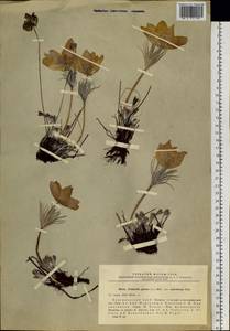 Прострел желтеющий (Zucc.) Zāmelis, Сибирь, Центральная Сибирь (S3) (Россия)