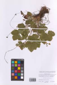 Земляника лесная L., Восточная Европа, Московская область и Москва (E4a) (Россия)