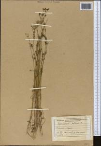 Кориандр посевной, Кинза L., Средняя Азия и Казахстан, Сырдарьинские пустыни и Кызылкумы (M7) (Узбекистан)