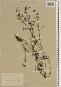 Galium megalanthum Boiss., Зарубежная Азия (ASIA) (Иран)
