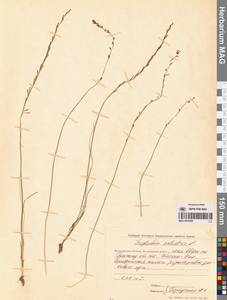 Триостренник болотный L., Сибирь, Чукотка и Камчатка (S7) (Россия)