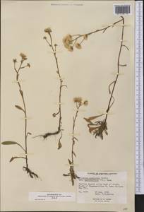 Erigeron angulosus Gaudin, Америка (AMER) (Канада)