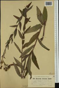 Hieracium sabaudum subsp. nemorivagum (Jord. ex Boreau) Zahn, Западная Европа (EUR) (Франция)