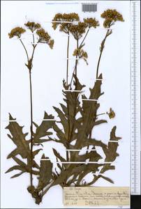 Asteraceae, Африка (AFR) (Эфиопия)