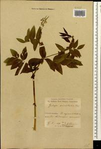 Козлятник восточный Lam., Кавказ, Грузия (K4) (Грузия)