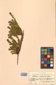 Empetrum nigrum subsp. stenopetalum (V.N.Vassil.) Nedol., Сибирь, Дальний Восток (S6) (Россия)