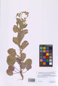 Сурепка прямая, Сурепка сжатая Andrz., Восточная Европа, Московская область и Москва (E4a) (Россия)