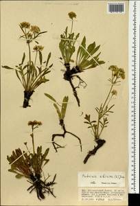 Патриния сибирская (L.) Juss., Монголия (MONG) (Монголия)