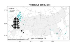 Alopecurus geniculatus, Лисохвост коленчатый L., Атлас флоры России (FLORUS) (Россия)