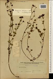 Lotus herbaceus (Vill.) Jauzein, Кавказ, Азербайджан (K6) (Азербайджан)