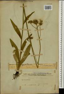 Pilosella echioides subsp. echioides, Кавказ, Азербайджан (K6) (Азербайджан)