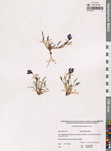 Остролодочник Мертенса Turcz., Сибирь, Чукотка и Камчатка (S7) (Россия)