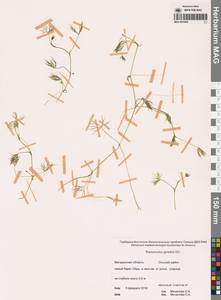 Лютик Гмелина DC., Сибирь, Чукотка и Камчатка (S7) (Россия)