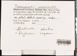Trachycystis ussuriensis (Regel & Maack) T.J. Kop., Гербарий мохообразных, Мхи - Дальний Восток (без Чукотки и Камчатки) (B20) (Россия)