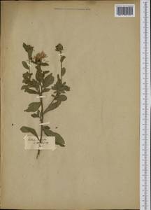 Centaurea centauroides L., Ботанические сады и дендрарии (GARD) (Эстония)