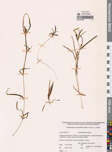 Рдест туполистный Mert. & W.D.J.Koch, Сибирь, Чукотка и Камчатка (S7) (Россия)