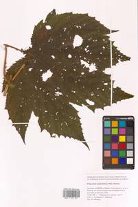 Таволга камчатская (Pall.) Maxim., Сибирь, Дальний Восток (S6) (Россия)