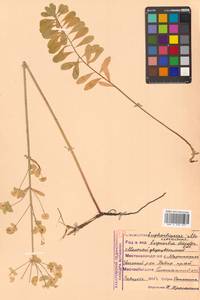 Молочай острый L., Сибирь, Дальний Восток (S6) (Россия)