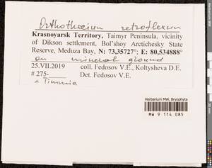 Orthothecium retroflexum Ignatov & Ignatova, Гербарий мохообразных, Мхи - Красноярский край, Тыва и Хакасия (B17) (Россия)