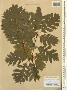 Дуб скальный (Matt.) Liebl., Кавказ, Черноморское побережье (от Новороссийска до Адлера) (K3) (Россия)