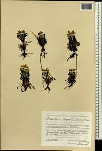 Pedicularis lanata subsp. dasyantha (Hadac) Hultén, Сибирь, Центральная Сибирь (S3) (Россия)
