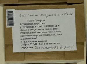 Dicranum angustum Lindb., Гербарий мохообразных, Мхи - Красноярский край, Тыва и Хакасия (B17) (Россия)