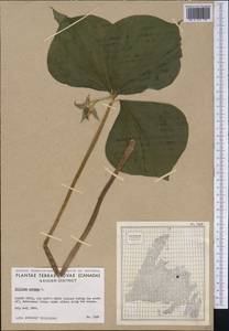 Trillium cernuum L., Америка (AMER) (Канада)