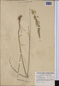 Arrhenatherum elatius subsp. bulbosum (Willd.) Schübl. & G.Martens, Западная Европа (EUR) (Франция)