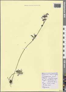 Geranium macrostylum Boiss., Крым (KRYM) (Россия)