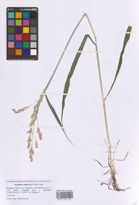 Sorghum bicolor notho subsp. drummondii (Nees ex Steud.) de Wet ex Davidse, Восточная Европа, Московская область и Москва (E4a) (Россия)