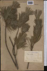 Pinus monticola Douglas ex D. Don, Америка (AMER) (Россия)
