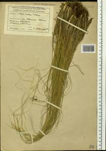 Stipa zalesskyi Wilensky ex Grossh., Сибирь, Алтай и Саяны (S2) (Россия)