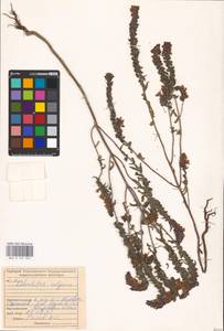 MHA 0 161 924, Зубчатка обыкновенная Moench, Восточная Европа, Средневолжский район (E8) (Россия)