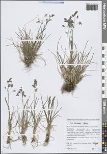 Мятлик Смирнова Roshev., Сибирь, Прибайкалье и Забайкалье (S4) (Россия)