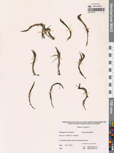 Хвостник обыкновенный, Водяная сосенка L., Сибирь, Чукотка и Камчатка (S7) (Россия)