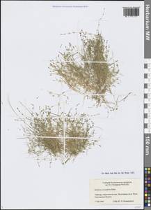 Звездчатка толстолистная Ehrh., Сибирь, Центральная Сибирь (S3) (Россия)