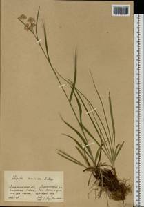 Ожика дубравная (Lam.) Dandy & Wilmott, Восточная Европа, Западно-Украинский район (E13) (Украина)