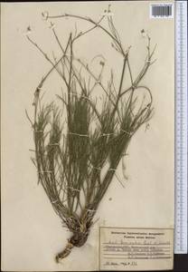 Жабрица тонкорассеченная Regel & Schmalh., Средняя Азия и Казахстан, Западный Тянь-Шань и Каратау (M3) (Киргизия)